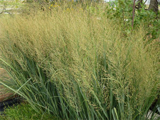 Lett's Ornamentals Grasses & Nursery