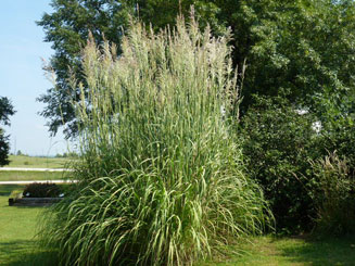 Lett's Ornamentals Grasses & Nursery