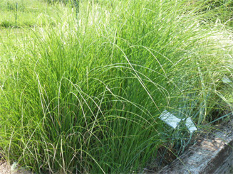 Lett's Ornamentals Grasses & Nursery