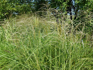 Lett's Ornamentals Grasses & Nursery