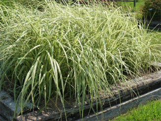 Lett's Ornamentals Grasses & Nursery