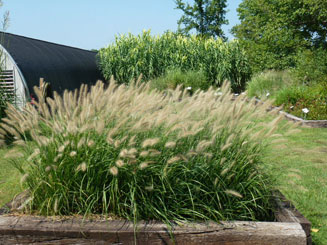 Lett's Ornamentals Grasses & Nursery