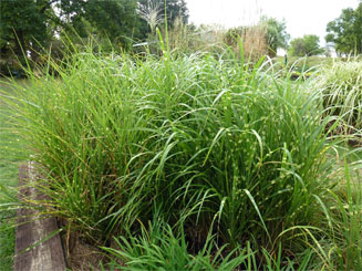 Lett's Ornamentals Grasses & Nursery