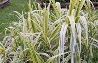 Lett's Ornamentals Grasses & Nursery