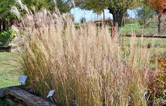 Lett's Ornamentals Grasses & Nursery