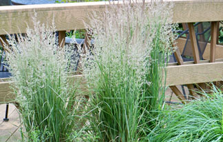 Lett's Ornamentals Grasses & Nursery