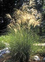 Lett's Ornamentals Grasses & Nursery