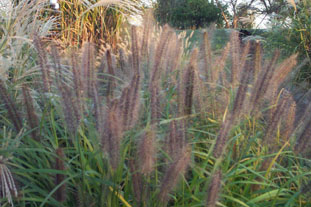 Lett's Ornamentals Grasses & Nursery