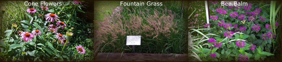 Lett's Ornamentals Grasses & Nursery