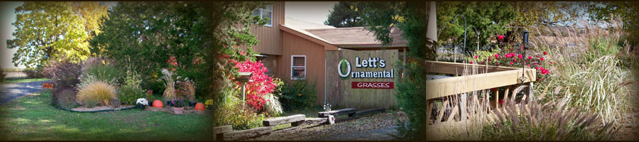 Lett's Ornamentals Grasses & Nursery