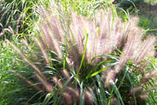 Lett's Ornamentals Grasses & Nursery