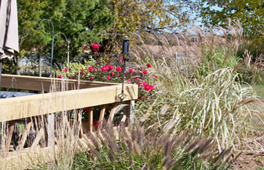 Lett's Ornamentals Grasses & Nursery