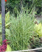 Lett's Ornamentals Grasses & Nursery