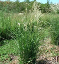 Lett's Ornamentals Grasses & Nursery