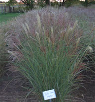 Lett's Ornamentals Grasses & Nursery